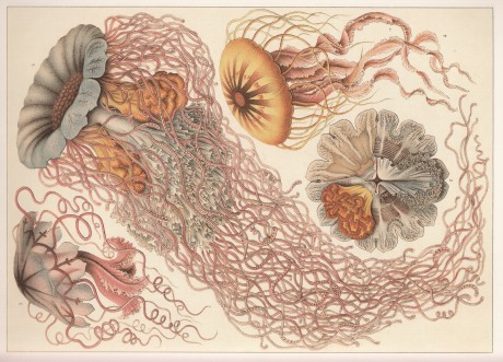 Ernst Haeckel _Discomedusae_Scheibenquallen_1899